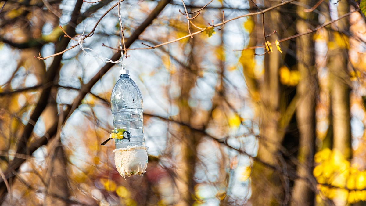 What birds are visiting your garden in January