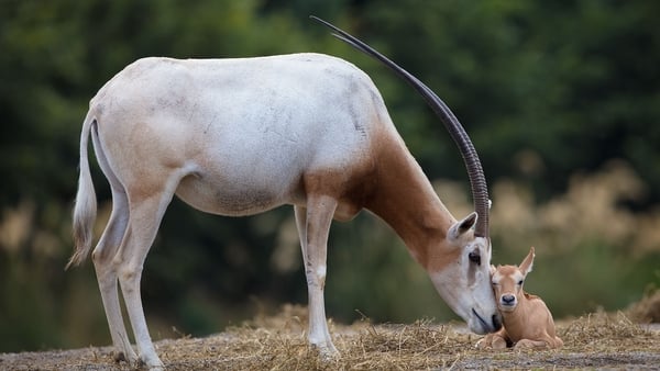 That's Animal: These animals are extinct in the wild!