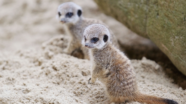 Meerkats: Learn about the TV superstars here!