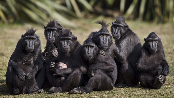 It's time to meet the macaque family!