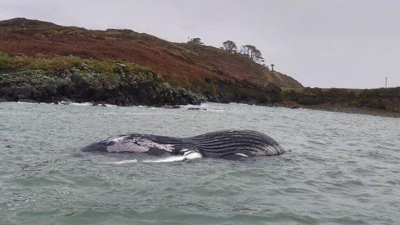 It is thought a full post-mortem examination to establish how the whale died will not be possible (Image: Robbie Shelly and Helen Tilson)