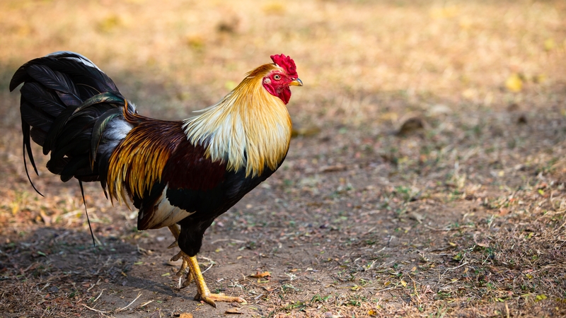 Cockfights are banned but still common in parts of India (File image)