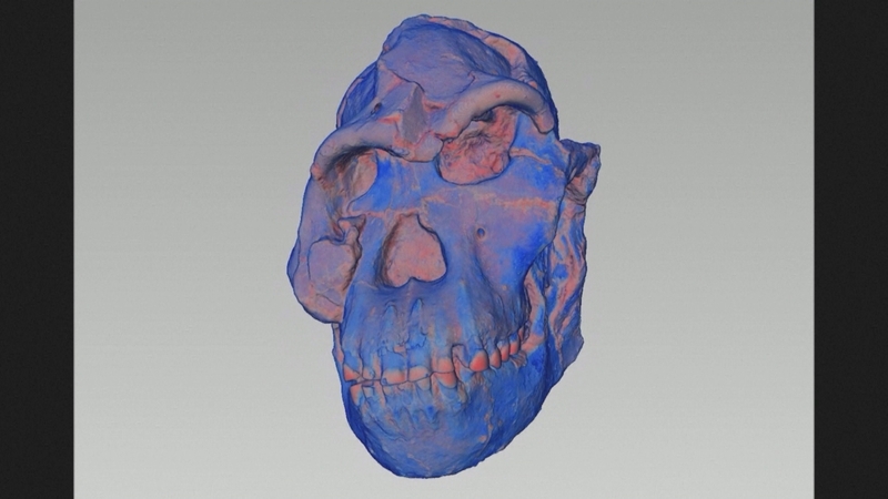 3D reconstruction of Little Foot.