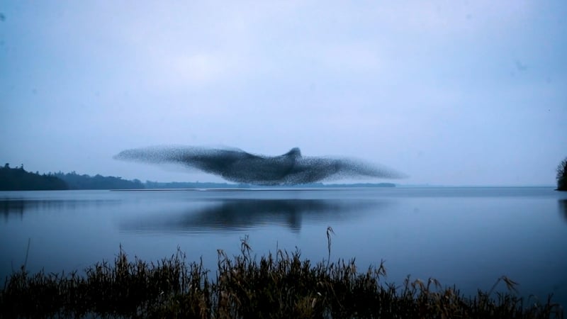 A huge flock of starlings takes on the shape of a giant bird as they fly over Lough Ennell in Co Westmeath in March (Photo: James Crombie and Colin Hogg)