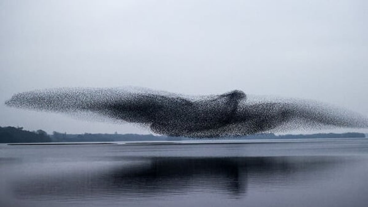 Lough Ennell Murmuration