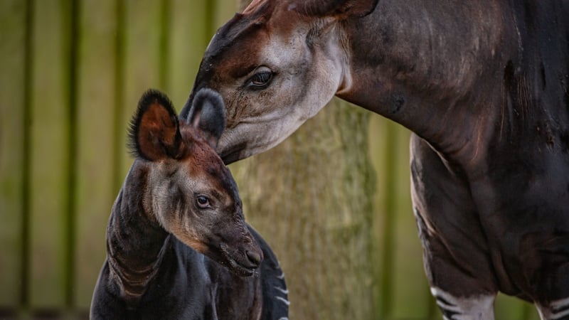 The calf has been named Nia Nia (Pics courtesy of Chester Zoo)