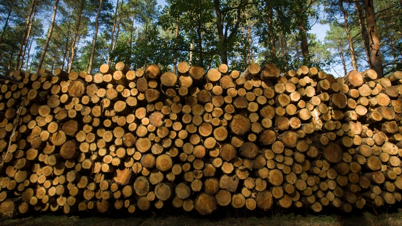 Felling would not occur in areas of forest that are more than 100 years old