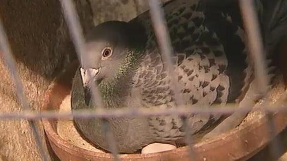 Pigeon in coop (1996)