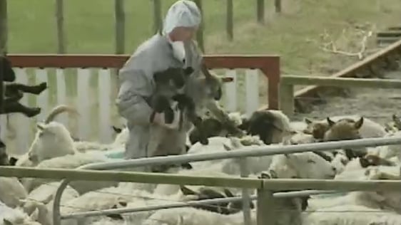 Foot and Mouth crisis in County Louth, 2001.