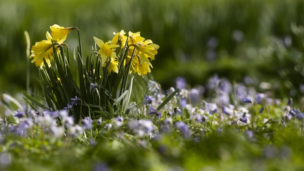 The daffodils are out but the temperatures are staying low