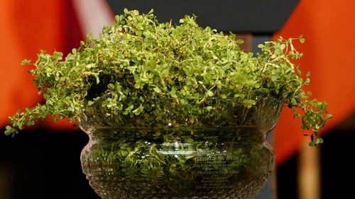 A bowl of shamrock is traditionally presented to the US president every year on 17 March (file image)