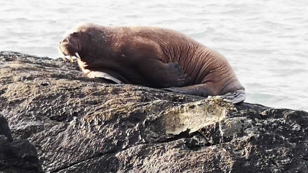 Alan Houlihan took this photo of the walrus on his first visit!