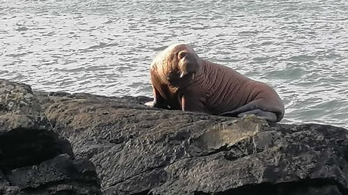 it is believed that the walrus is quite young as his tusks are only 30 centimetres or so long (Pics: Alan Houlihan)