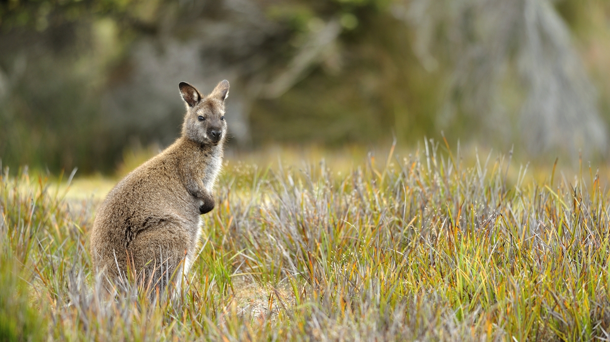 Wallaby missing after escaping enclosure in Co. Tyrone