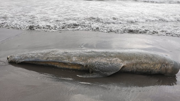 I gCiarraí agus i gCorcaigh is mó a fhaightear míolta móra agus deilfeanna marbha