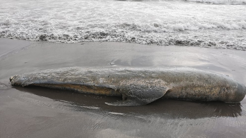 I gCiarraí agus i gCorcaigh is mó a fhaightear míolta móra agus deilfeanna marbha