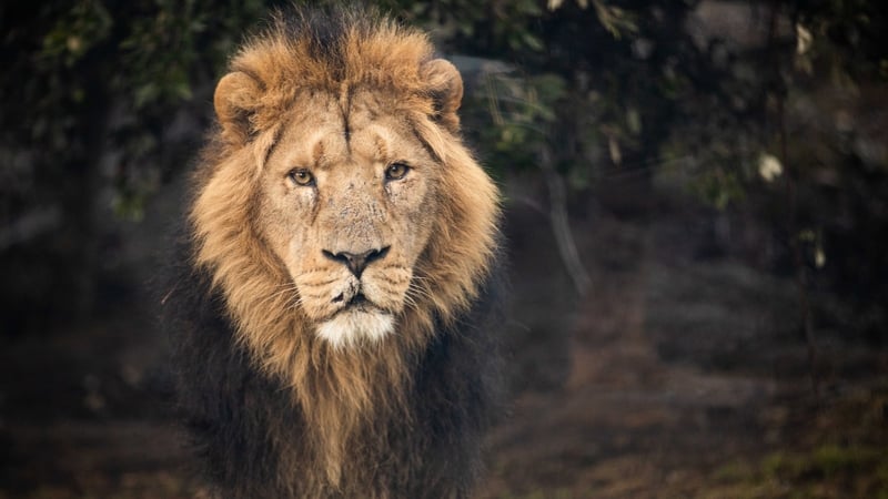 Fota Wildlife Park is run by the Zoological Society of Ireland, which also runs Dublin Zoo (Pic: Darragh Kane)