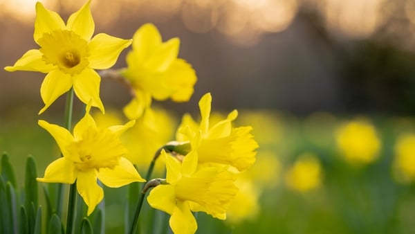 RTÉjr Book Club: Read all about the natural world this April!