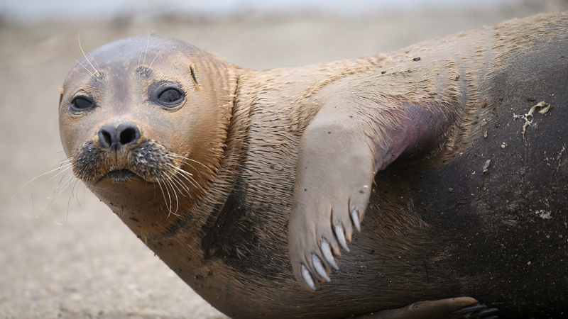 'Freddie Mercury' drew lots of attention for his antics