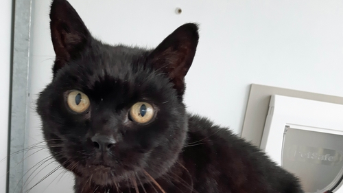 Jess, now 17 years old, was returned to owner Leigh Bateman after going missing in May 2007