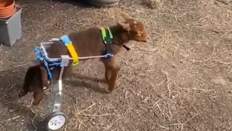 Steven the lamb was born on Thursday 18 March but by Friday an infection meant he lost the use of his back legs