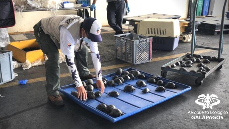 Trafficking fauna off the Galapagos Islands is a crime punishable by between one and three years in prison (Pic: Aeropuerto Ecológico de Galápagos)