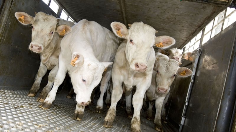 Animal rights groups have criticised the transport of live animals