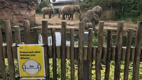 Dublin Zoo has been closed for three quarters of the past year due to Covid-19