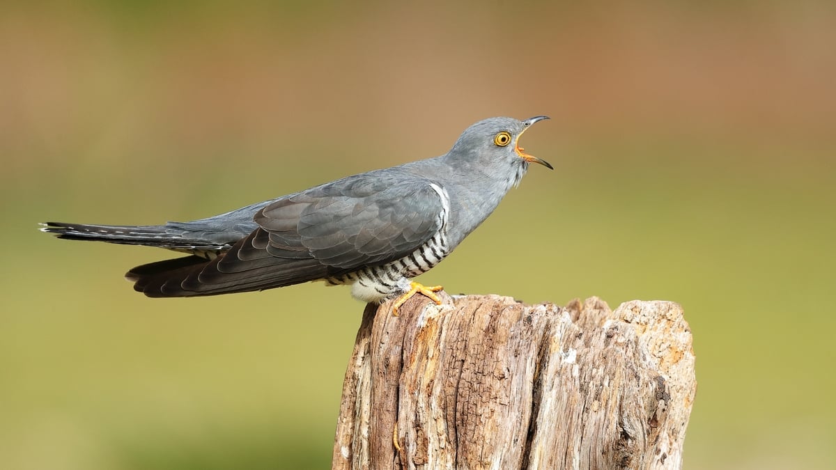 Can you hear the cuckoo's call?