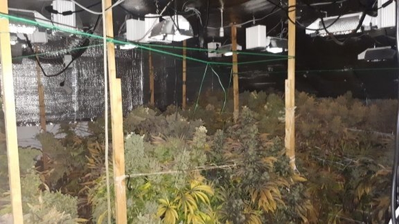 55 cannabis plants were seized in Co Roscommon search