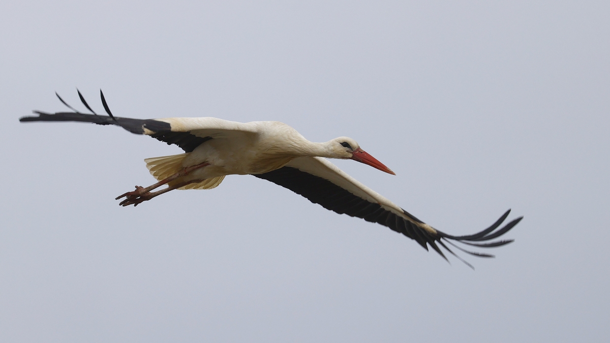 Tracking a stork