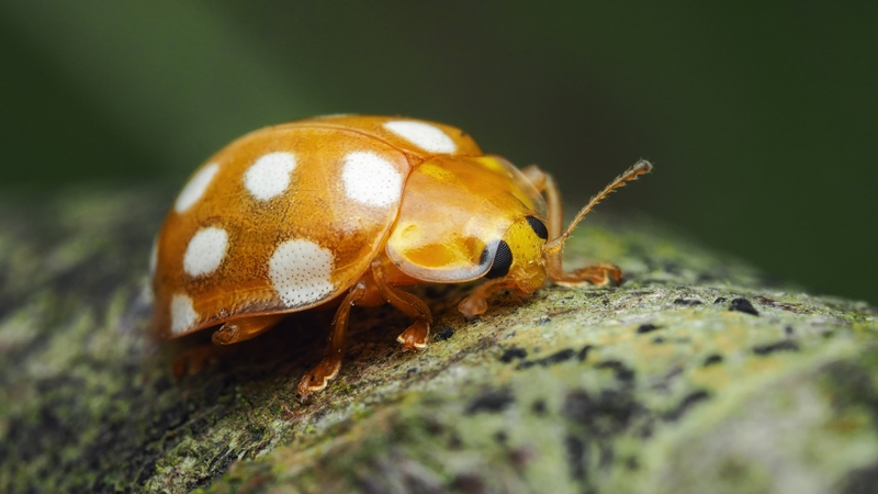 RTÉ's Eye on Nature photo competition winner Larry Doherty's Orange Ladybird.