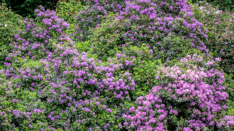 Rhododendron is an invasive species and spreads rapidly (File photo, Getty Images)