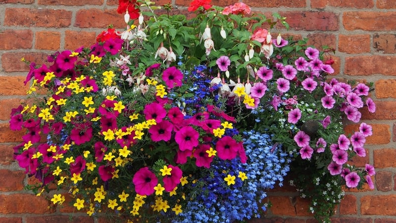 How to make hanging baskets out of throwaway junk