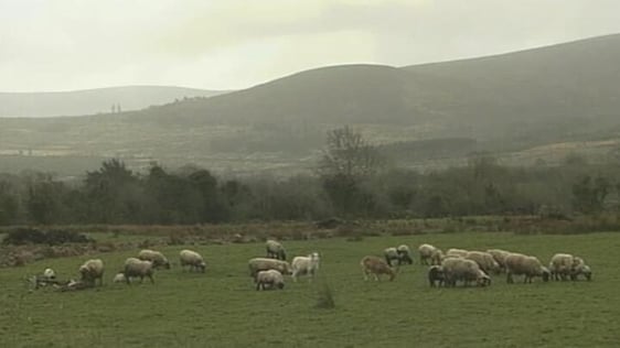 Foot and Mouth Disease (2001)