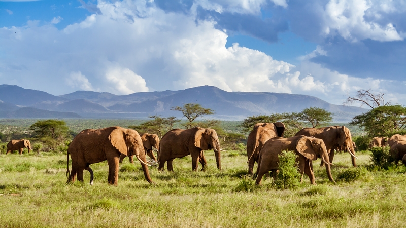 South Africa has been a haven for poachers, with much of the killing concentrated in Kruger