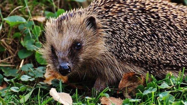 Have you seen one of these lads near your gaff?