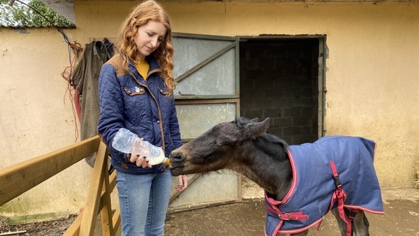 Orphan foal making good progress after death of mother