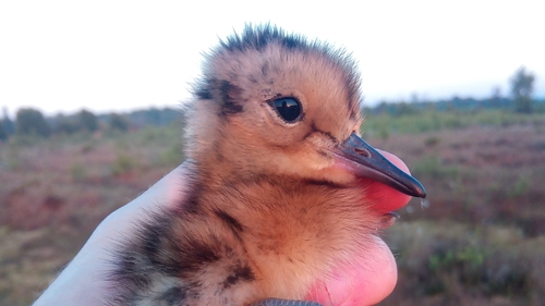 A curlew chick at Lough Neagh in Northern Ireland last year