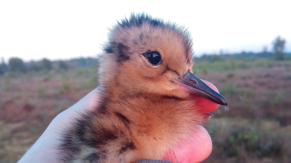 A curlew chick at Lough Neagh in Northern Ireland last year