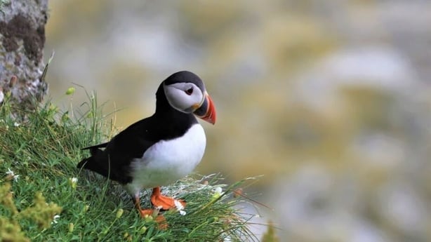 Puffins are among the wild birds that need protection