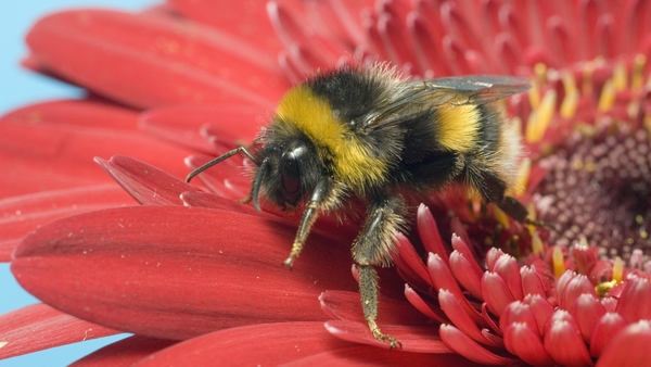 The Bombus terrestris, also known as the buff-tailed bumblebee.