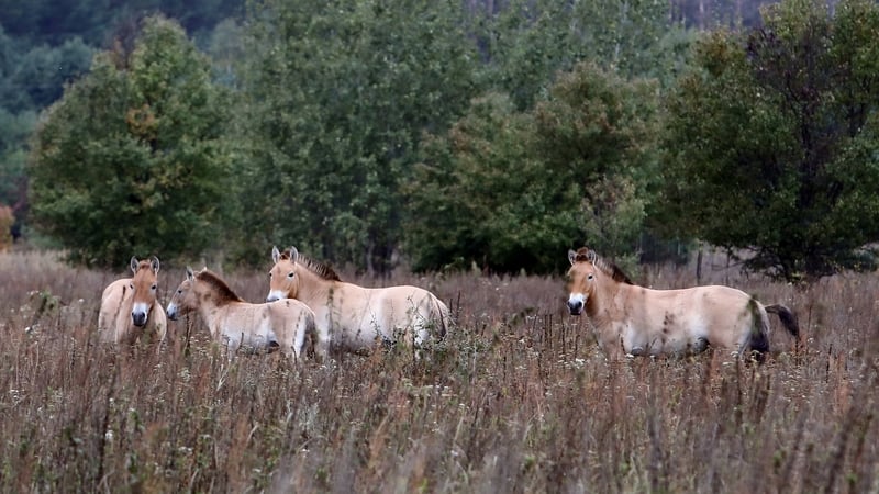 Przewalski's horses inside the Chornobyl Exclusion Zone in Ukraine. Photo: Getty Images