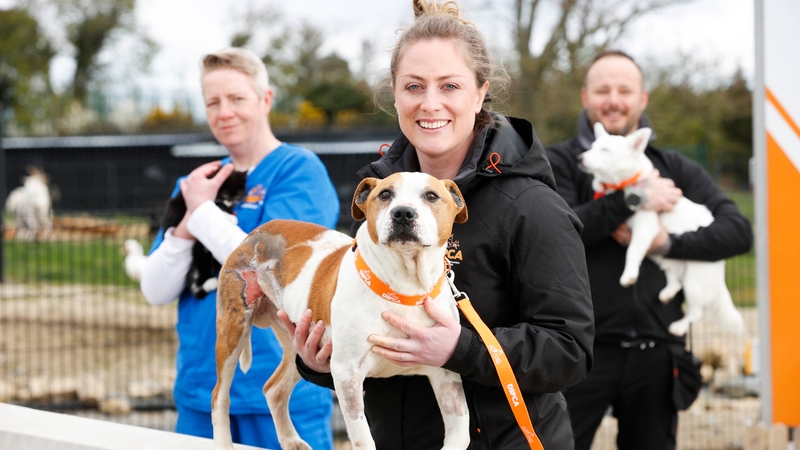 Vet Nurse Mandy Byrne, Vet Elise O'Byrne-White and Canine Carestaff Shane Lawlor.