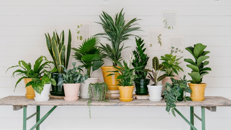 How to repot your houseplants: all your questions answered