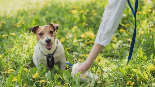 Samples of dog waste in areas with high levels of dog fouling will be taken by the Leitrim animal warden