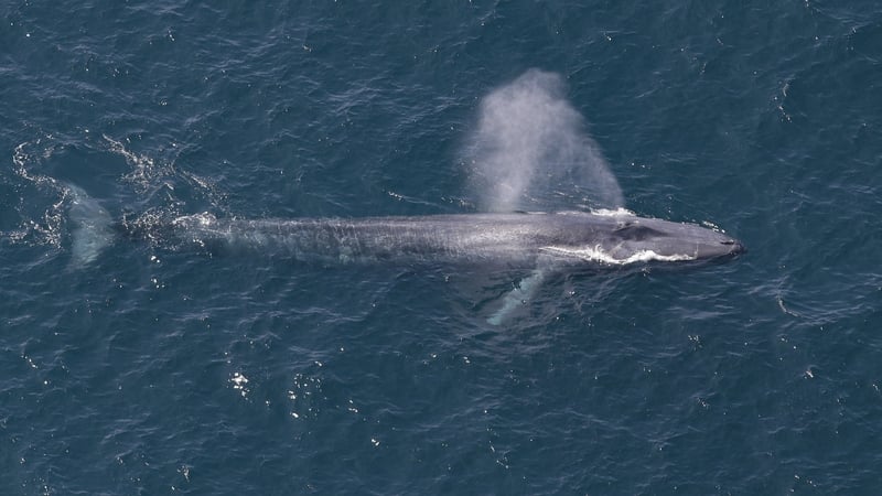 A blue whale sighted off the coast of Asia's Sri Lanka in 2017