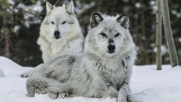 Ecolution: Is it time to bring back the wolf?