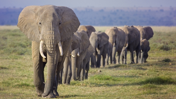 World Elephant Day: The Body Brothers have loads of fun facts!