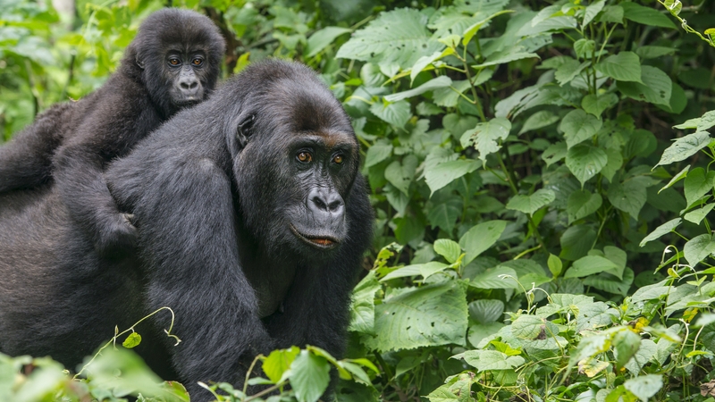 An eastern lowland gorilla rides on the back of its mother in Kahuzi Biega National Park, Democratic Republic of Congo